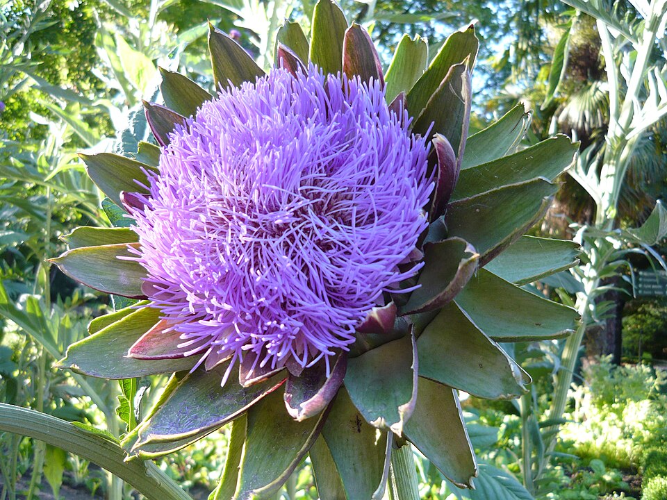 Carciofi