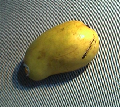 Mango Kent
