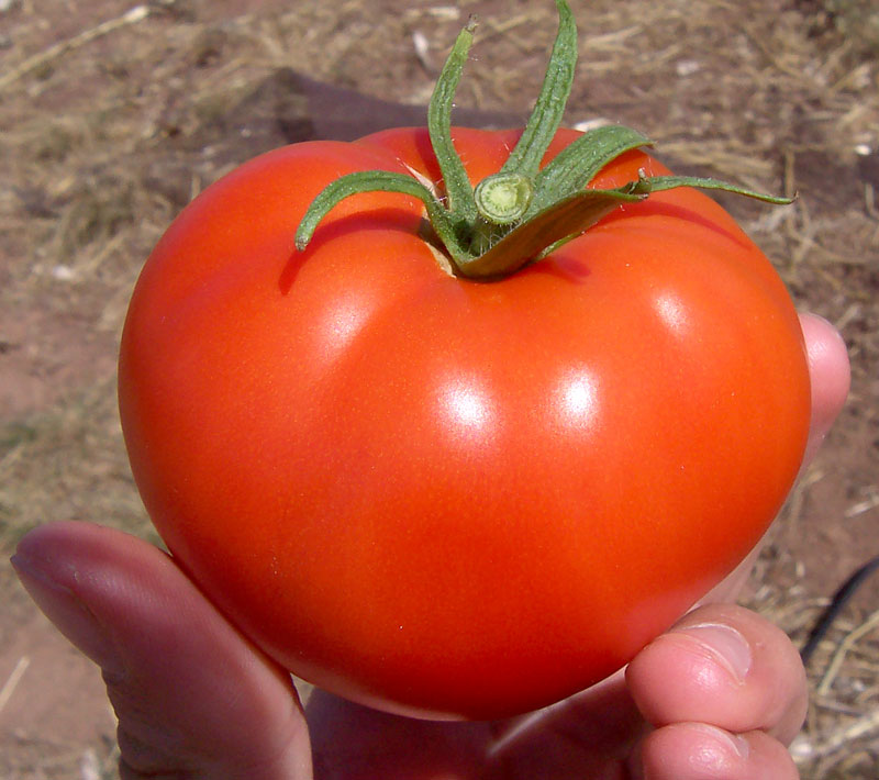 Pomodori Cuore di Bue